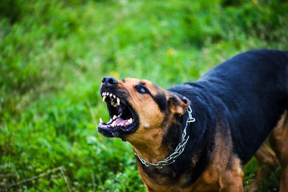 Person Bitten by Dog on Grand St